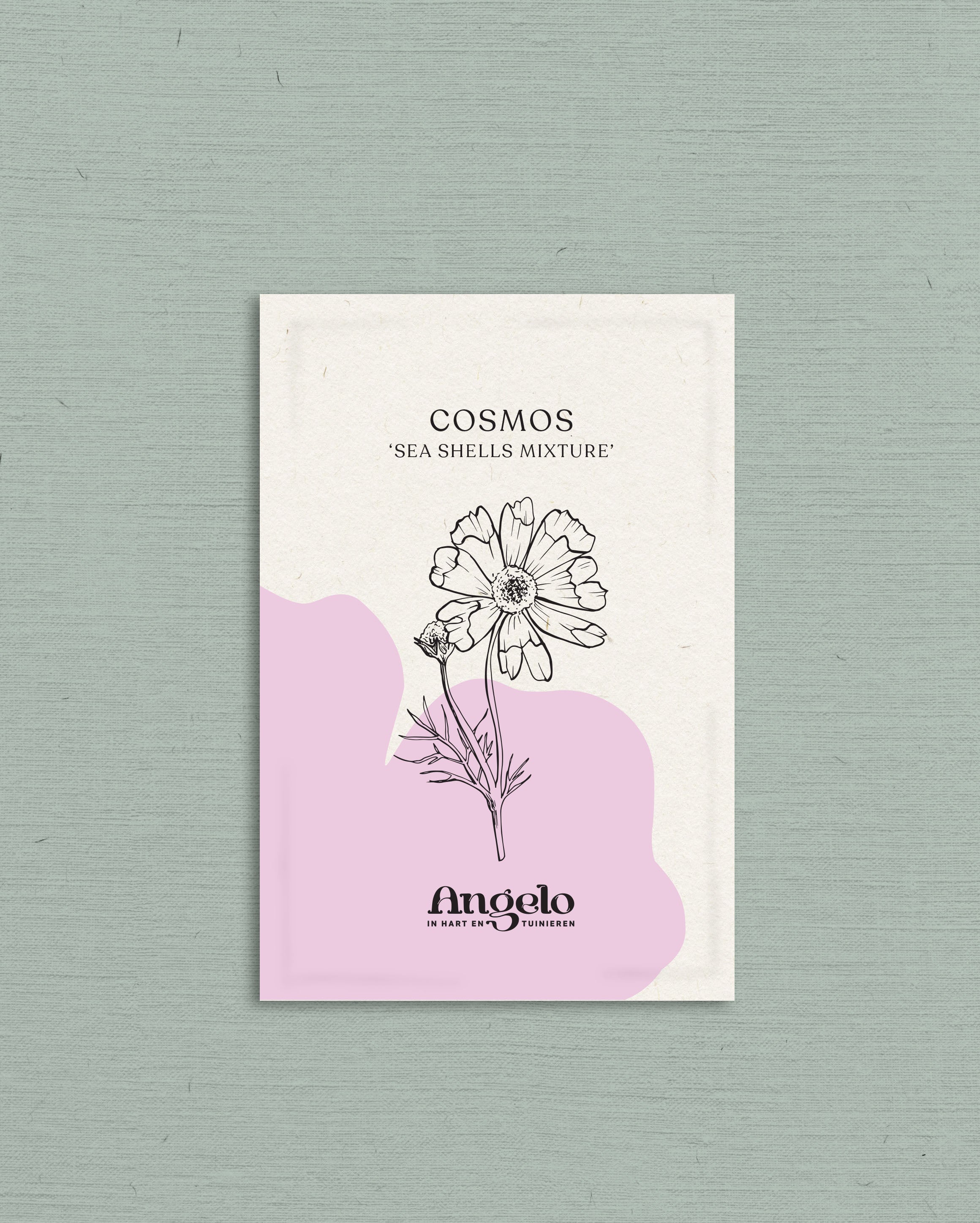 Cosmos bipinnatus &