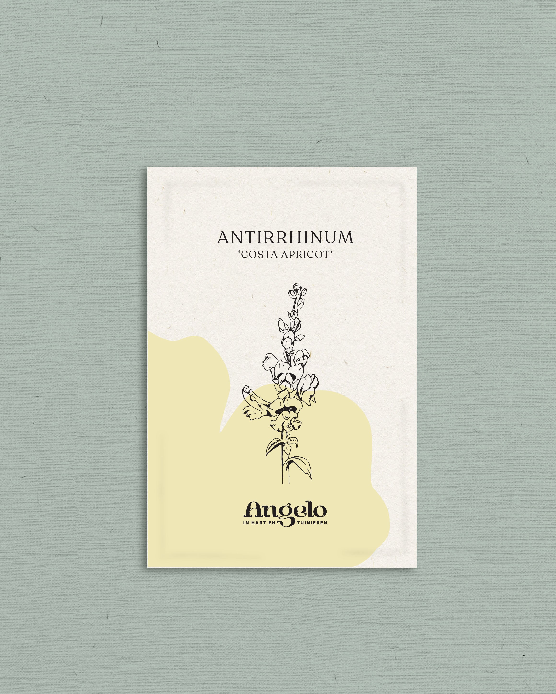 Antirrhinum majus &