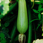 Courgette 'Petite d'Alger'-Angelo
