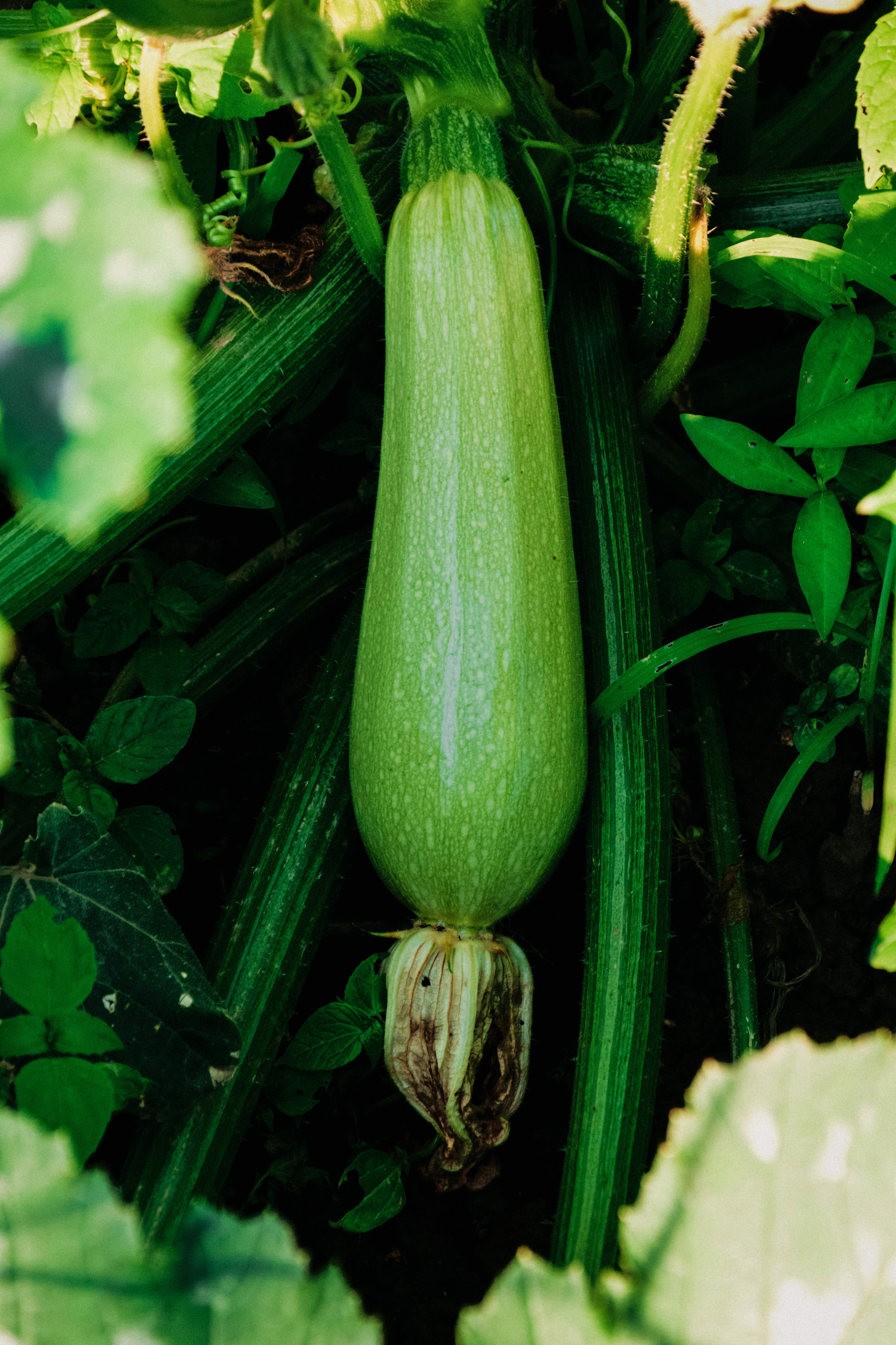 Courgette &