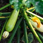 Courgette 'Ortolana Di Faenza'-Angelo