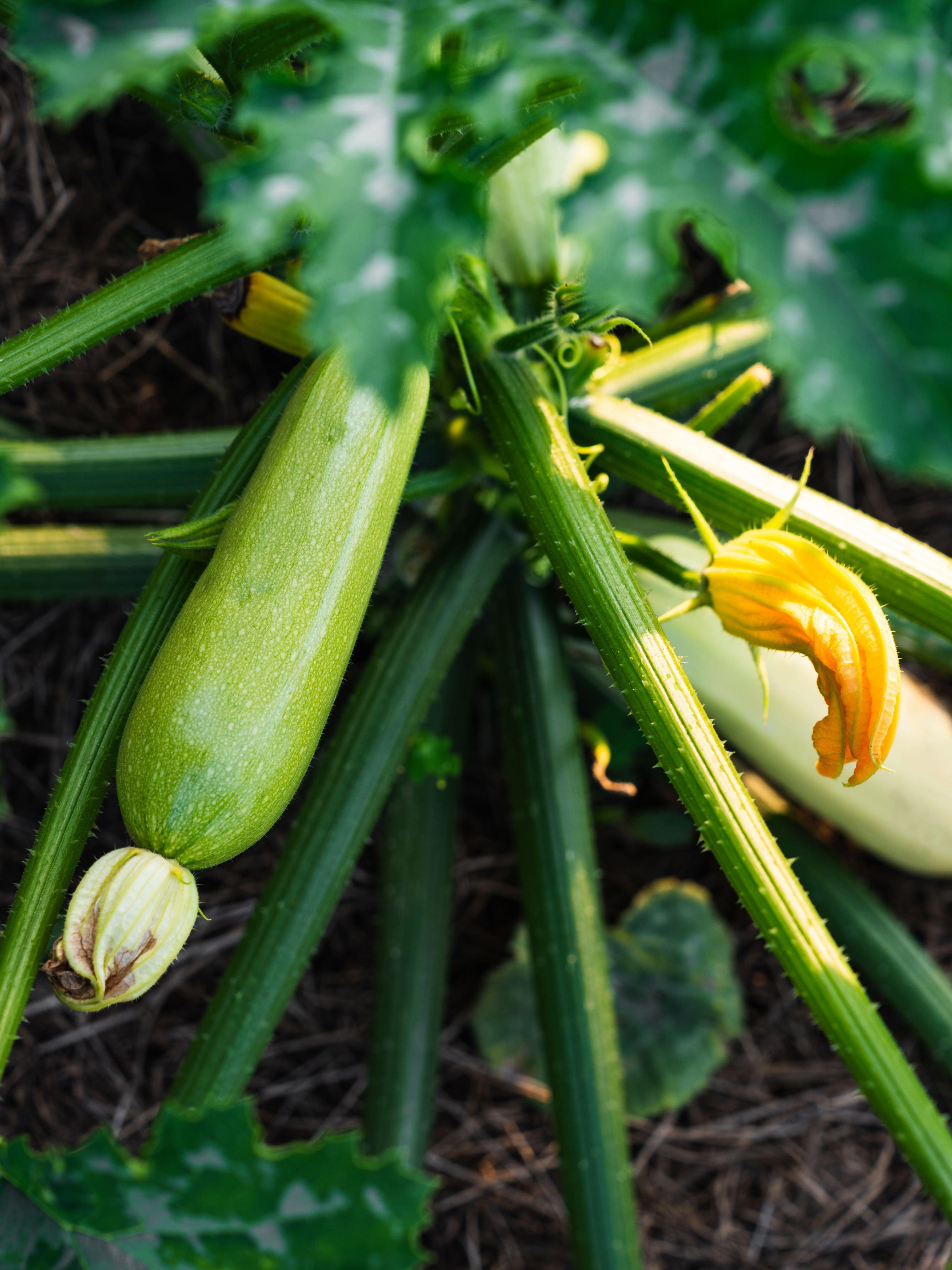 Courgette 'Ortolana Di Faenza'-Angelo