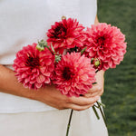 Dahlia 'Bacardi'-Angelo