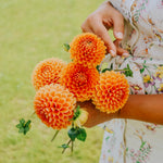 Dahlia 'Beatrice'-Angelo