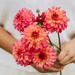 Dahlia 'Belfloor'-Angelo