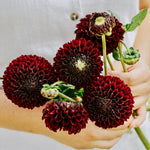 Dahlia 'Black Pierre'-Angelo