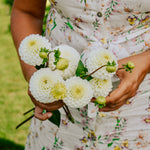 Dahlia 'Caro'-Angelo