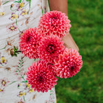 Dahlia 'Daisy Duke'-Angelo