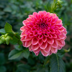 Dahlia 'Daisy Duke'-Angelo