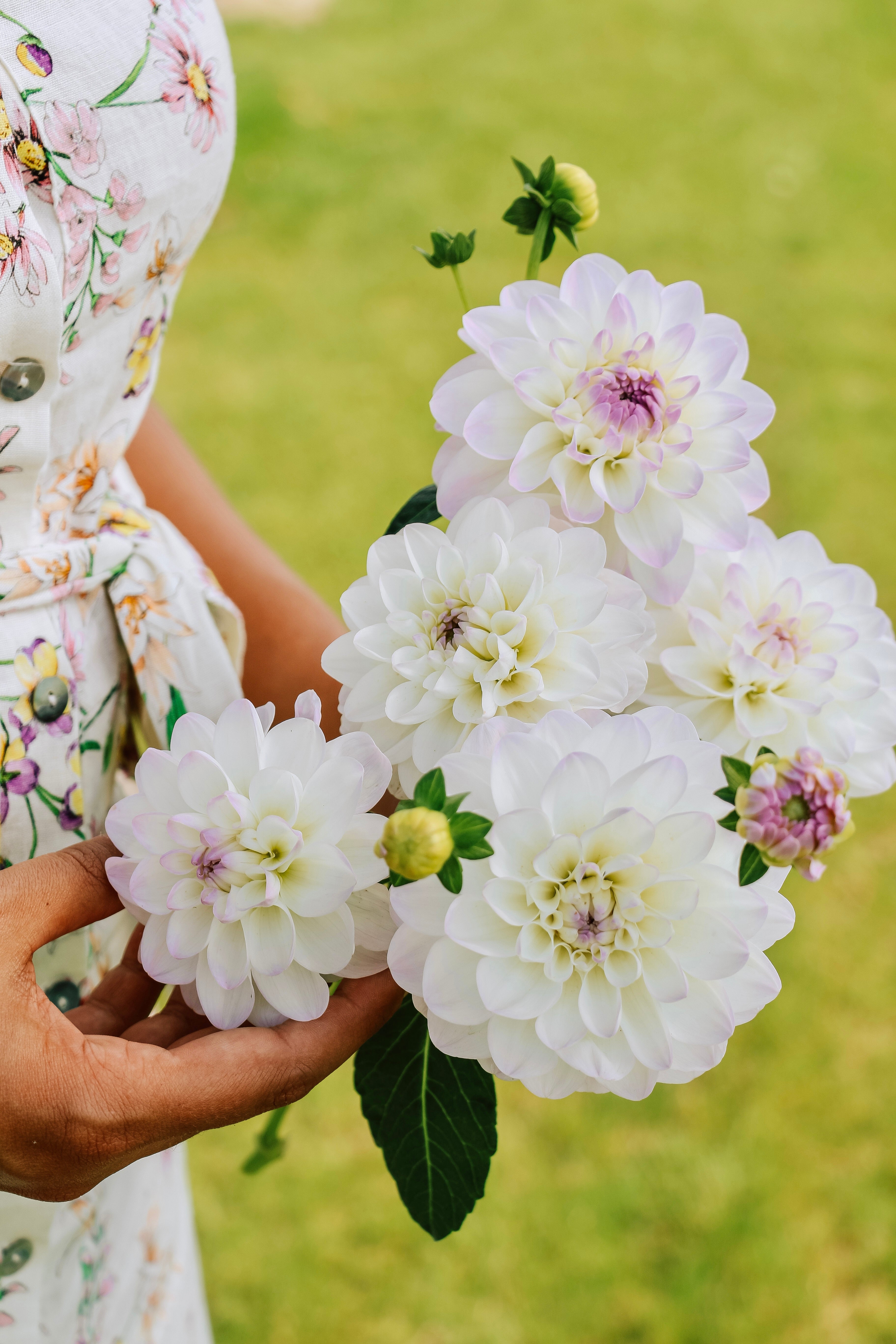 Dahlia 'Eveline'-Angelo