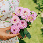 Dahlia 'Genova'-Angelo