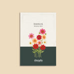 Dahlia hybrida 'Single Mix'-Angelo