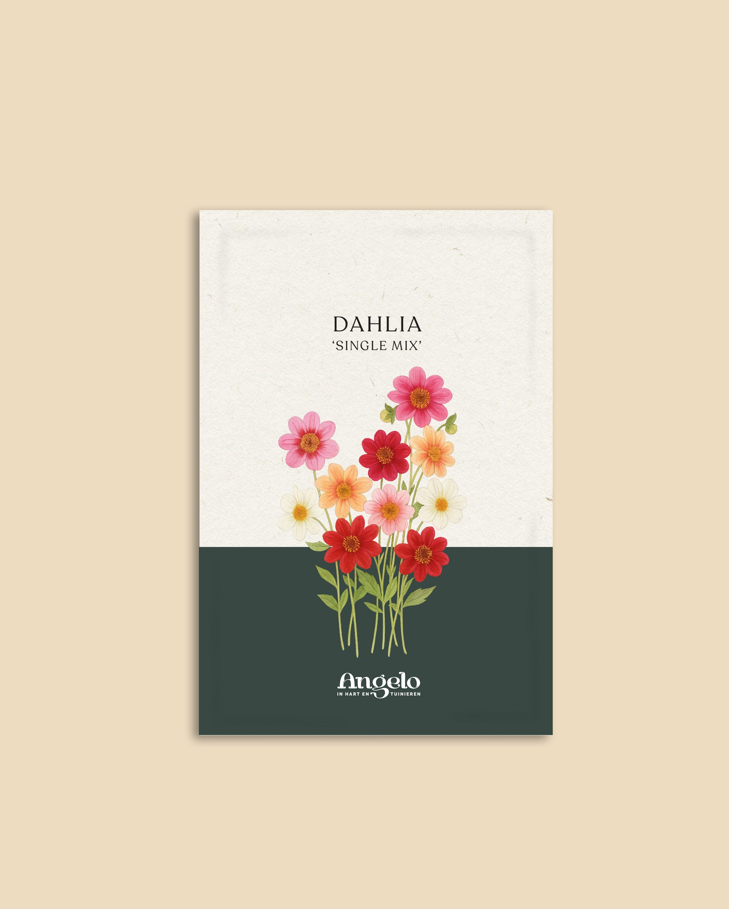Dahlia hybrida 'Single Mix'-Angelo