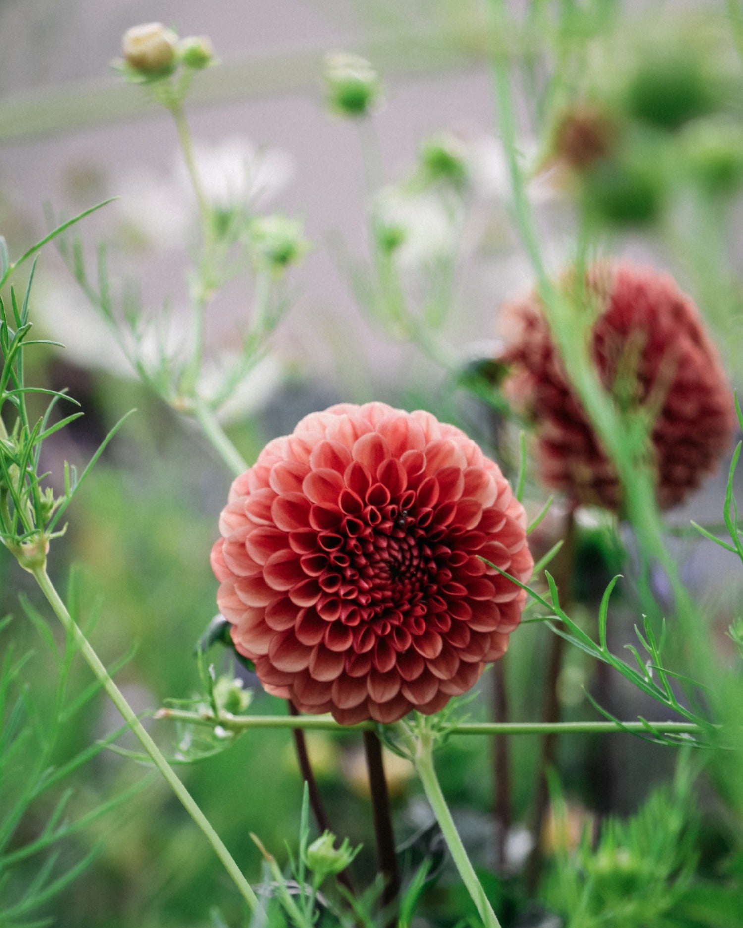 dahlia-in-de-tuin
