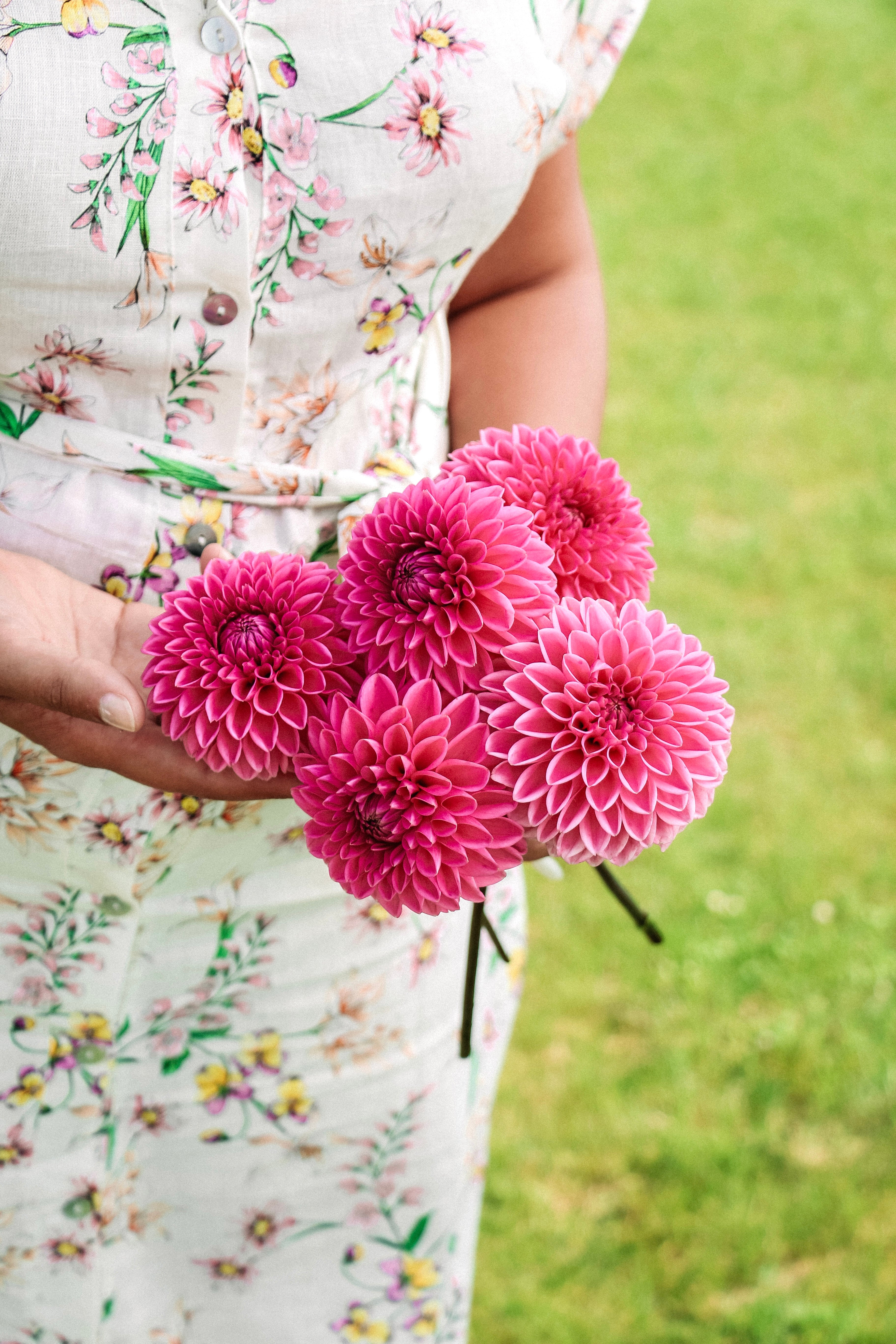 Dahlia 'Jowey Frambo'-Angelo