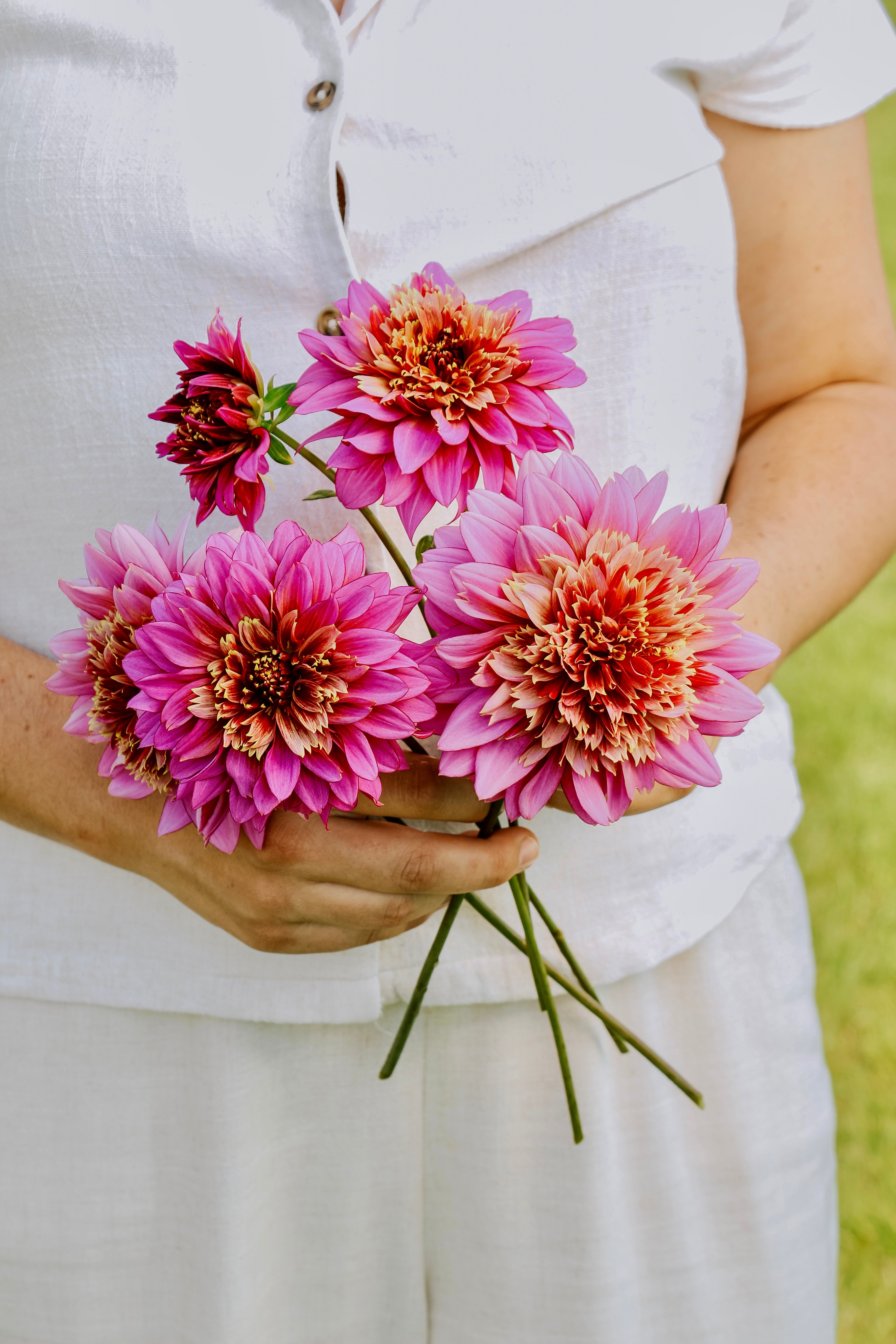 Dahlia 'Mambo'-Angelo