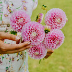 Dahlia 'Marshmellow Baby'-Angelo