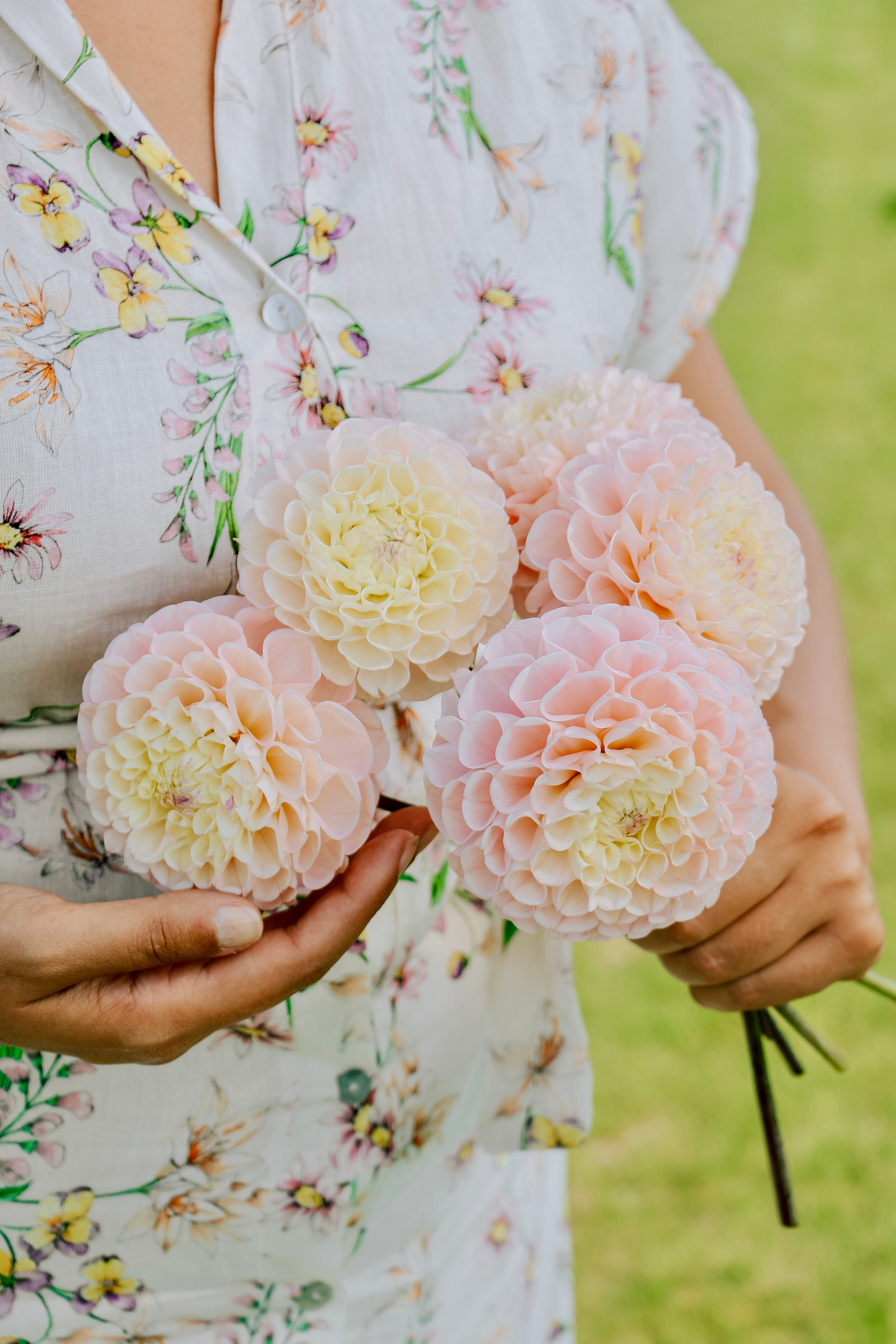 Dahlia 'Opal'-Angelo