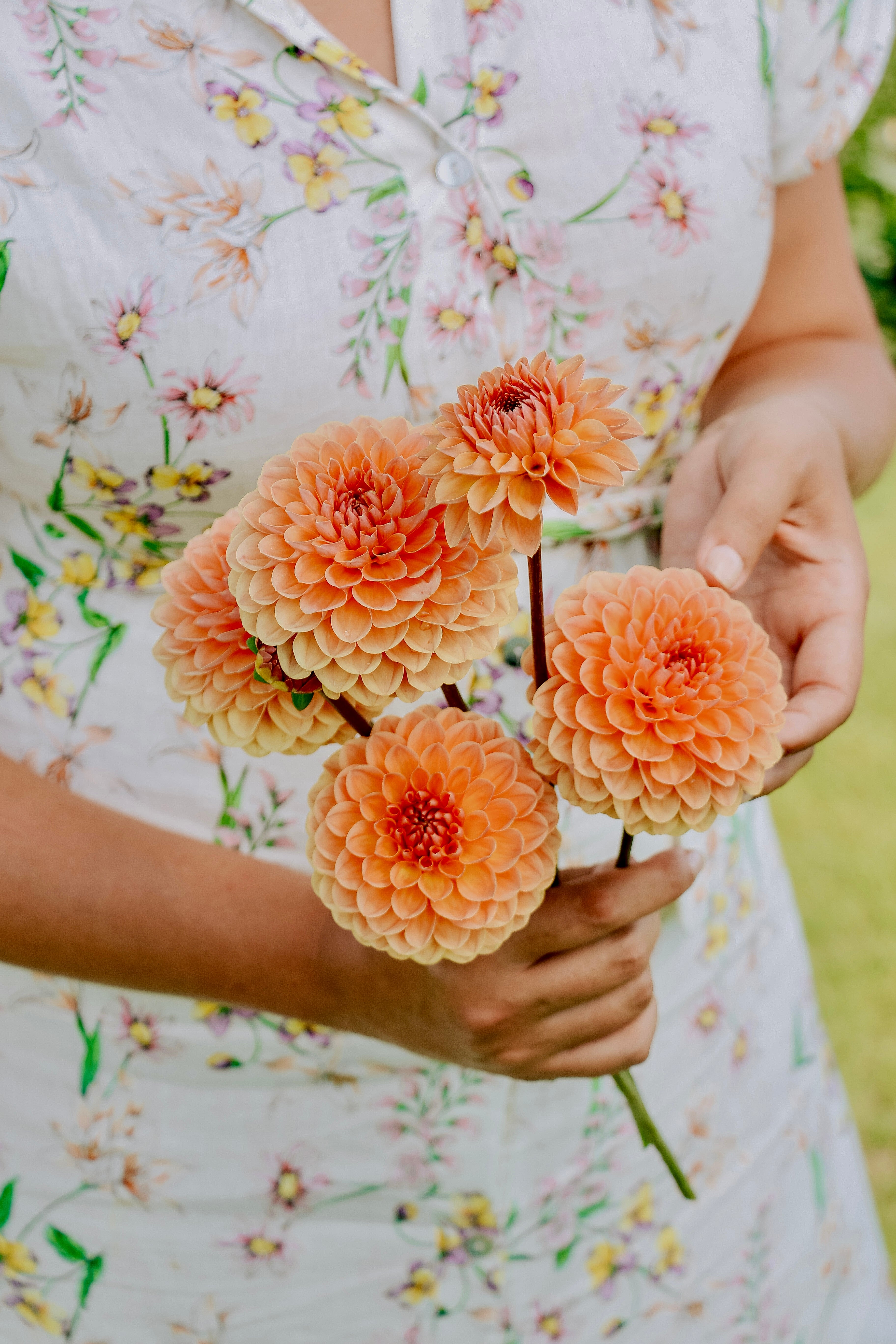 Dahlia 'Orange Breeze'-Angelo