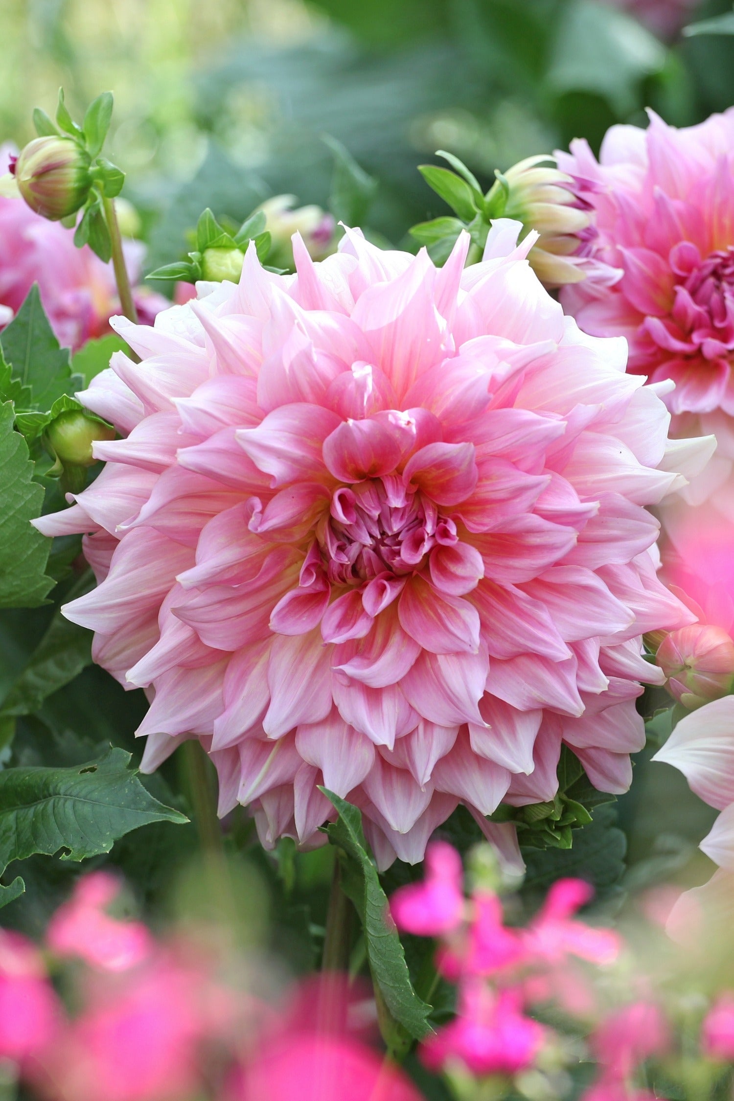 Dahlia 'Otto's Thrill'-Angelo