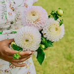 Dahlia 'Pink Pearl'-Angelo