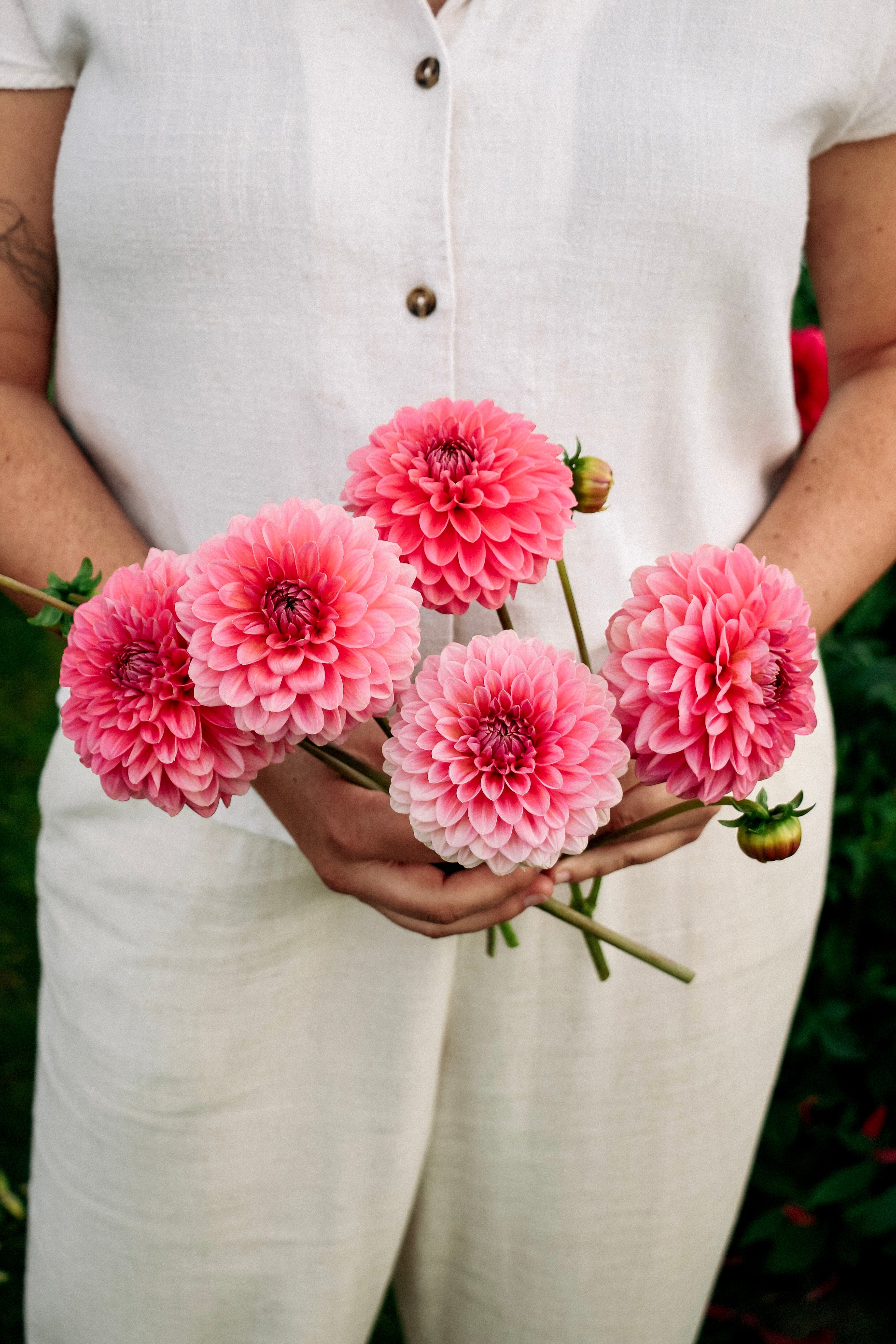 Dahlia 'Pink Runner'-Angelo