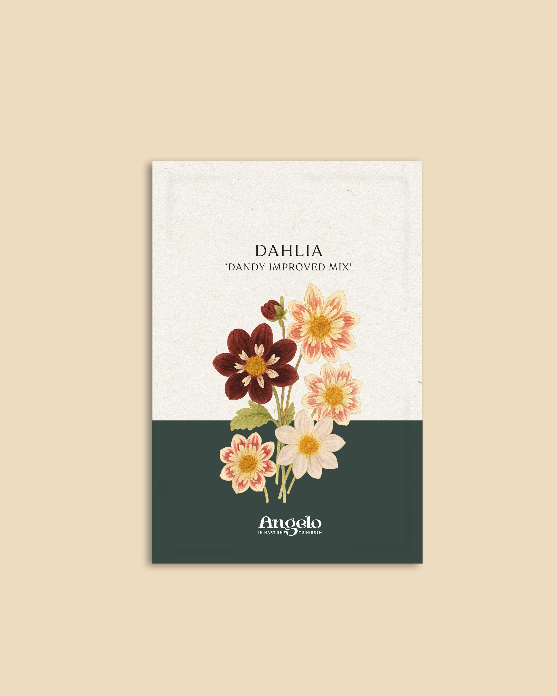 Dahlia pinnata 'dandy improved mix'-Angelo