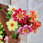 Dahlia pinnata 'dandy improved mix'-Angelo