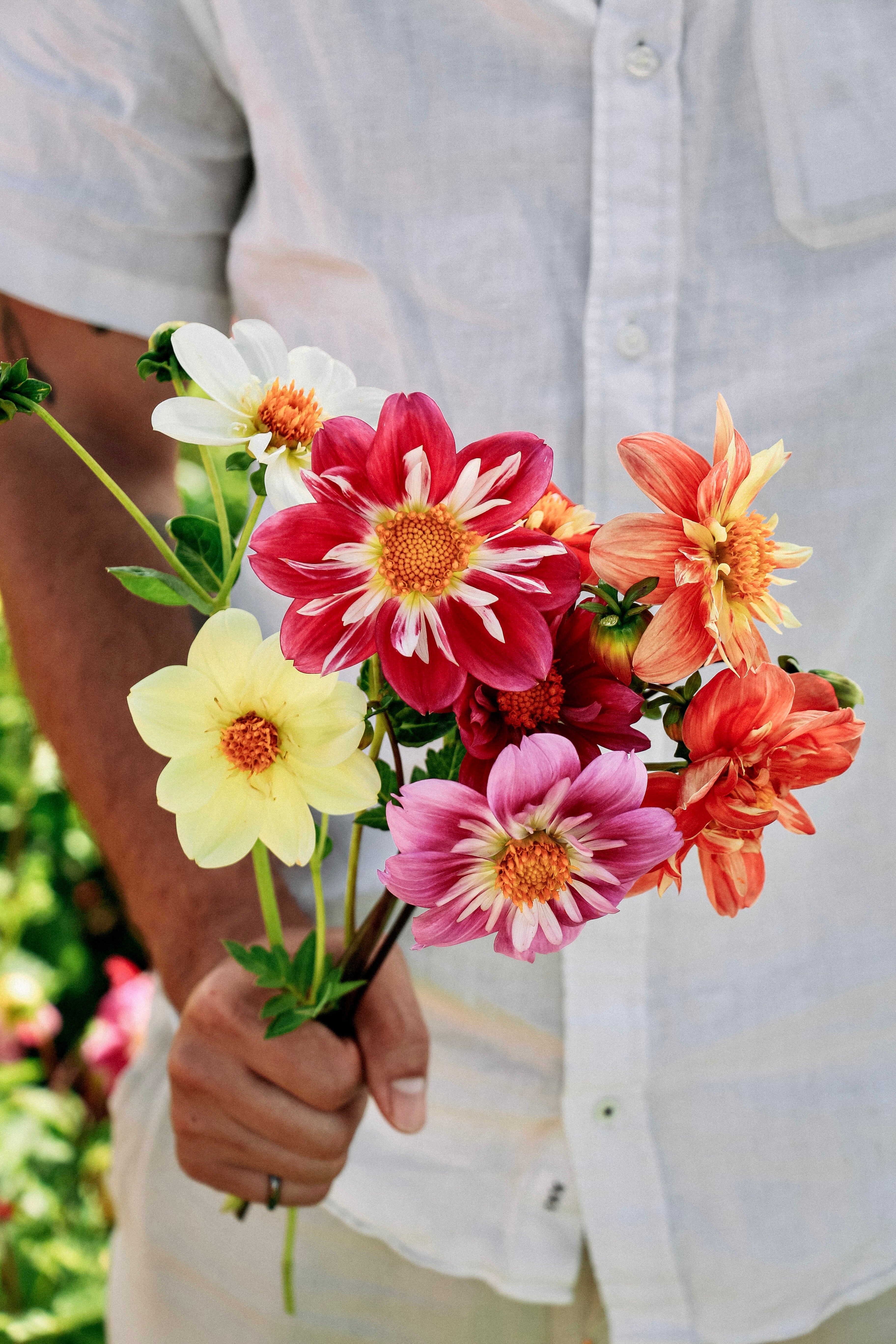 Dahlia pinnata &