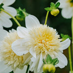 Dahlia 'Platinum Blonde'-Angelo