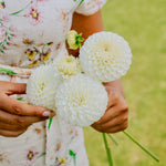 Dahlia 'Ryecroft Jan'-Angelo