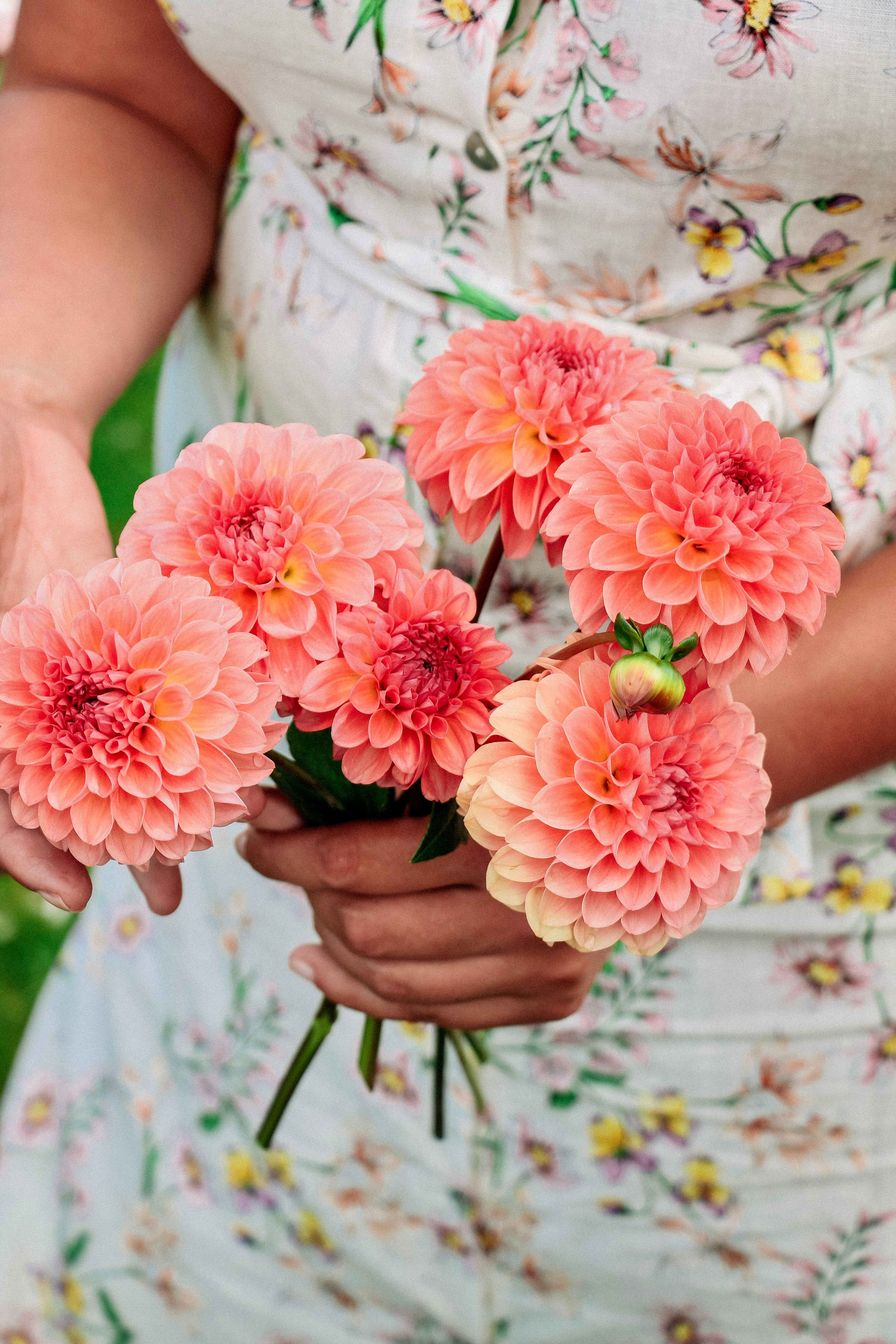 Dahlia 'Sebastian'-Angelo