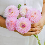 Dahlia 'Sefton Silvertop'-Angelo