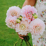 Dahlia 'Sweet Nathalie'-Angelo