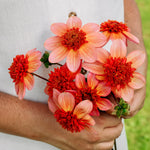 Dahlia 'Totally Tangerine'-Angelo
