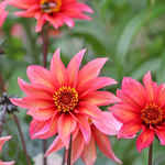 Dahlia 'Waltzing Mathilda'-Angelo