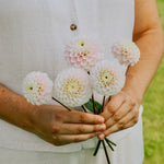 Dahlia 'White Wizard'-Angelo