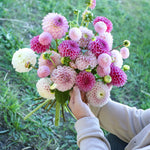 Dahliapakket: Bridal Pink-Angelo