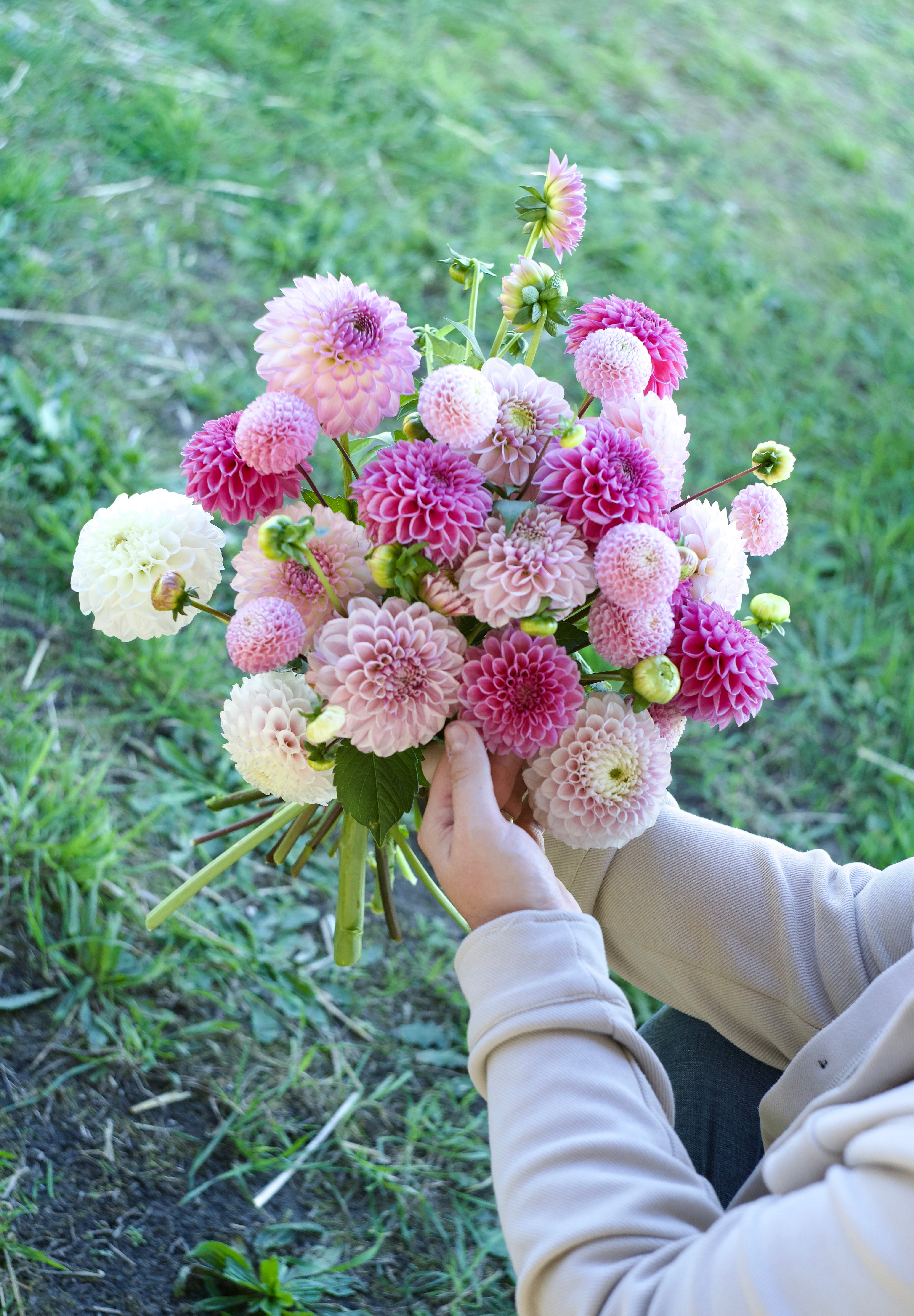 Dahliapakket: Bridal Pink-Angelo