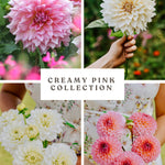 Dahliapakket: Creamy Pink-Angelo