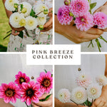 Dahliapakket: Pink Breeze-Angelo