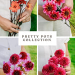Dahliapakket: Pretty Pots-Angelo