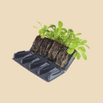 Deep root zaaitray-Angelo