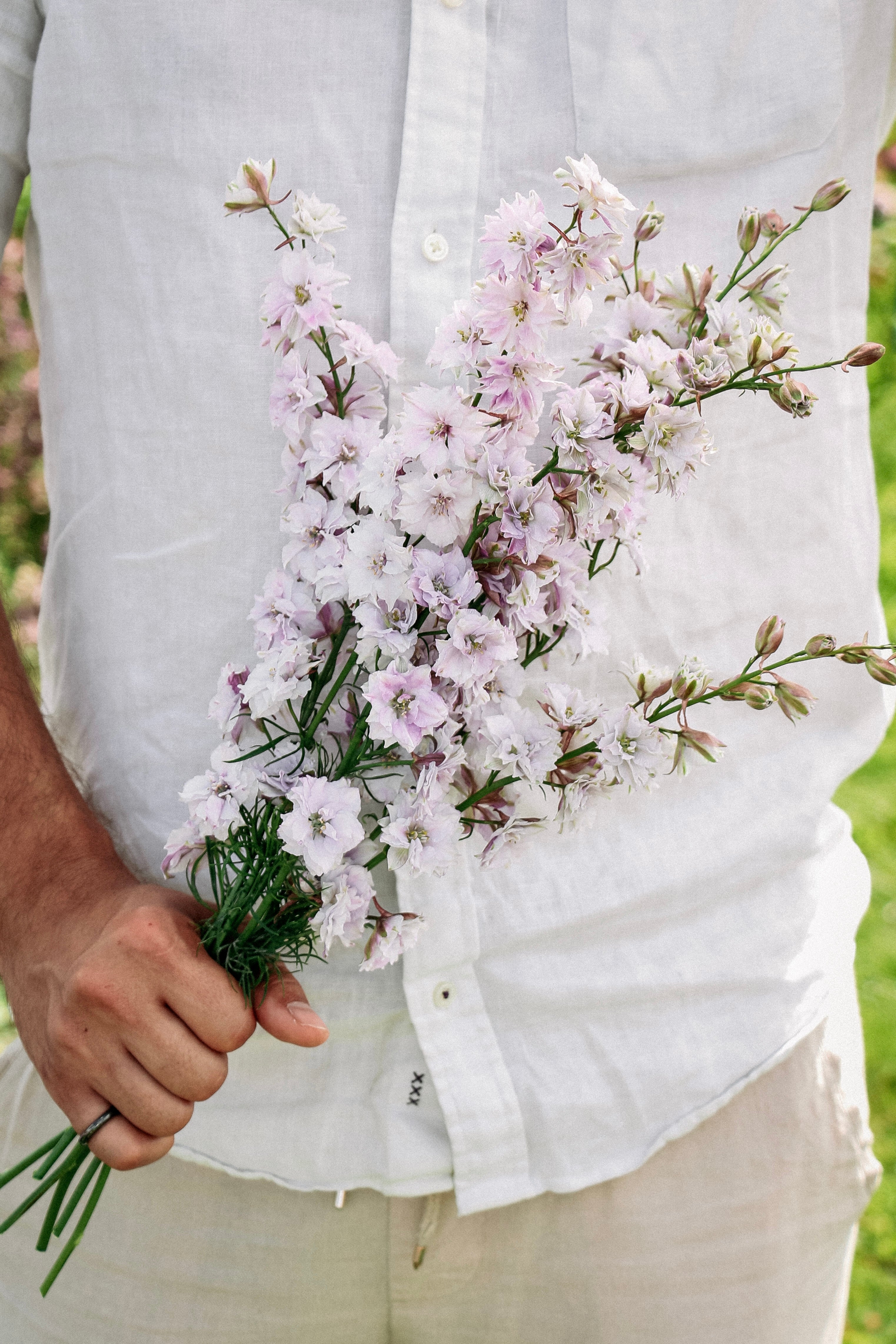 Delphinium consolida &
