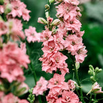Delphinium consolida 'qis rose'-Angelo