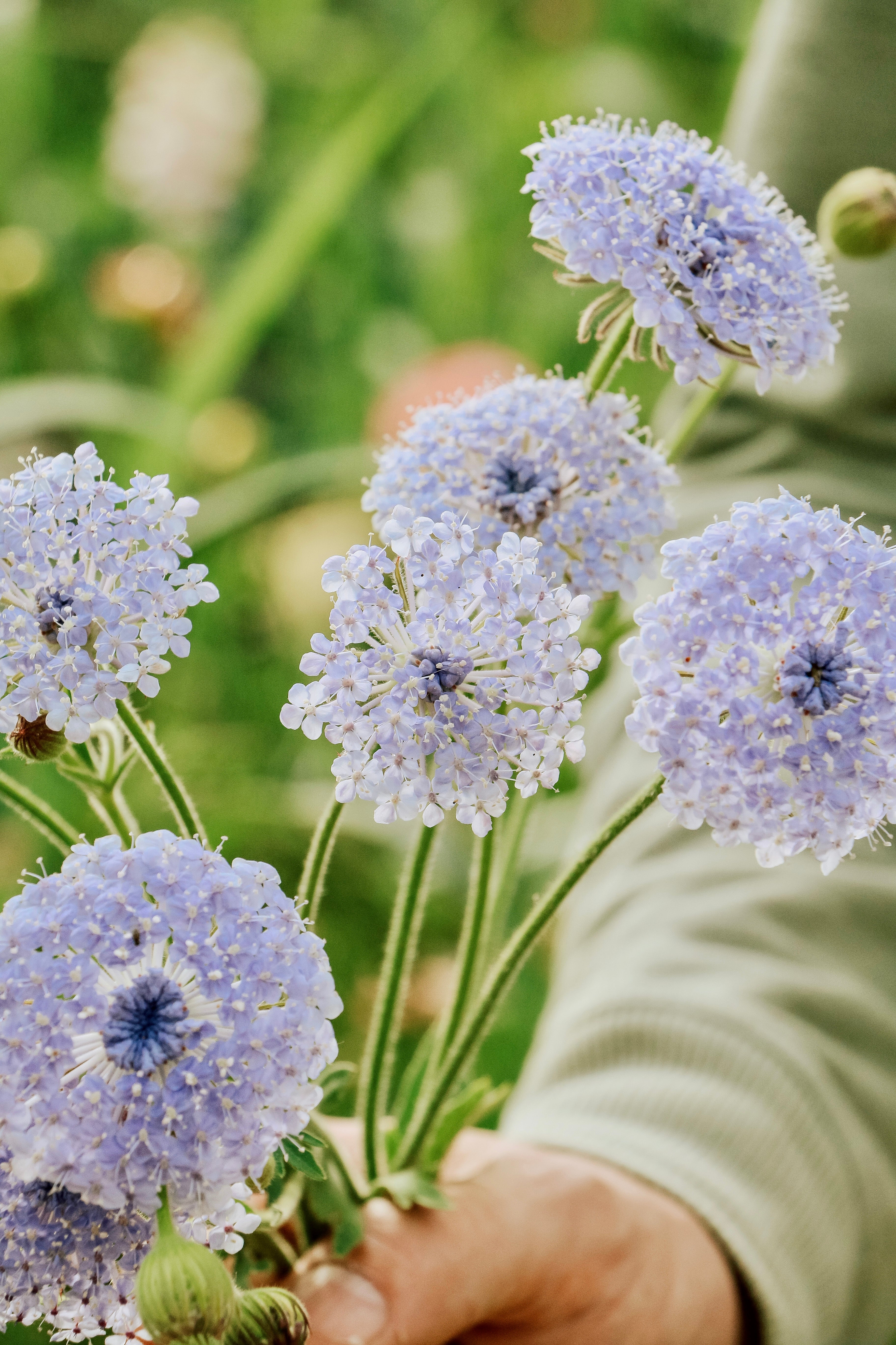 Didiscus caeruleus 'lace blue'-Angelo