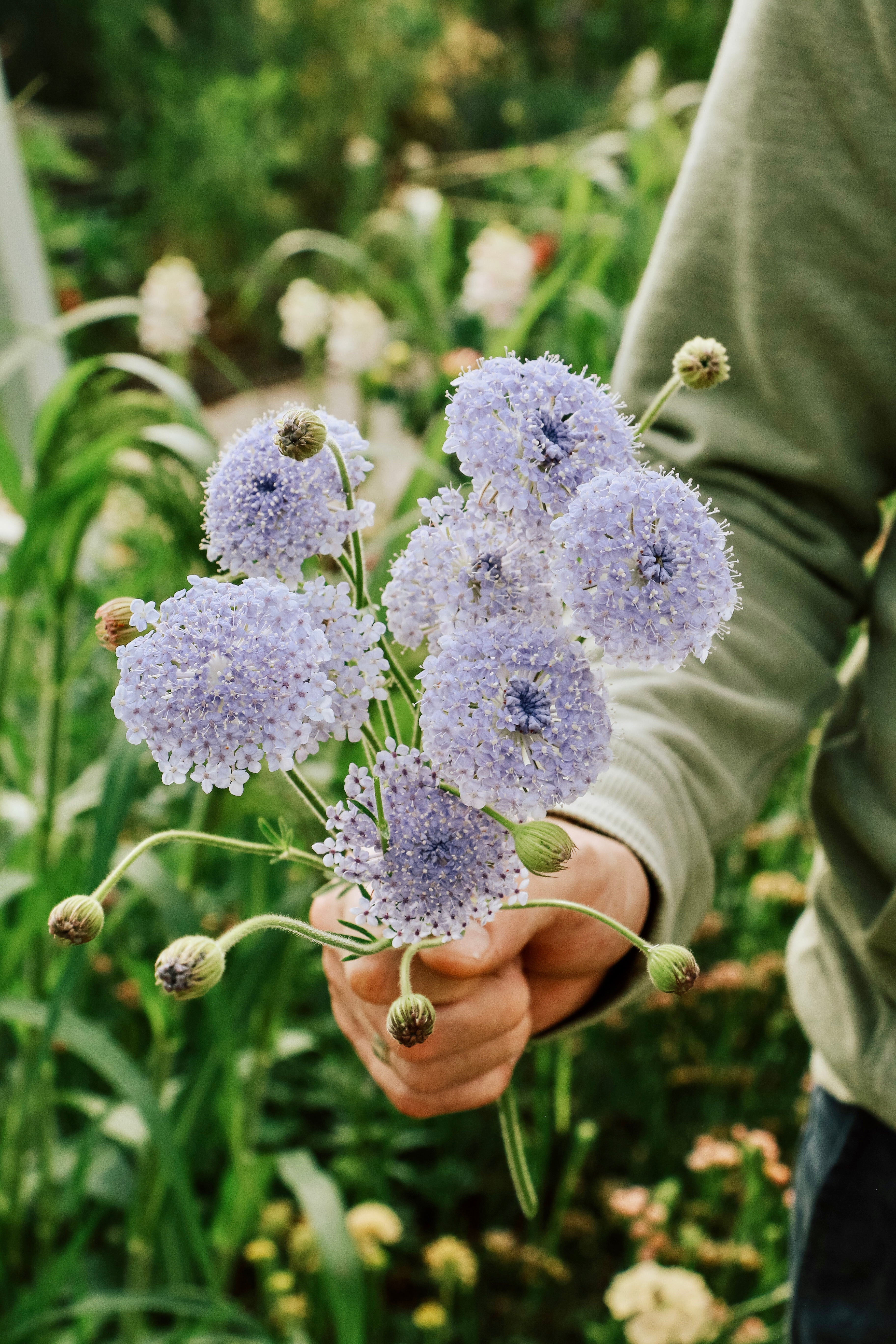 Didiscus caeruleus &