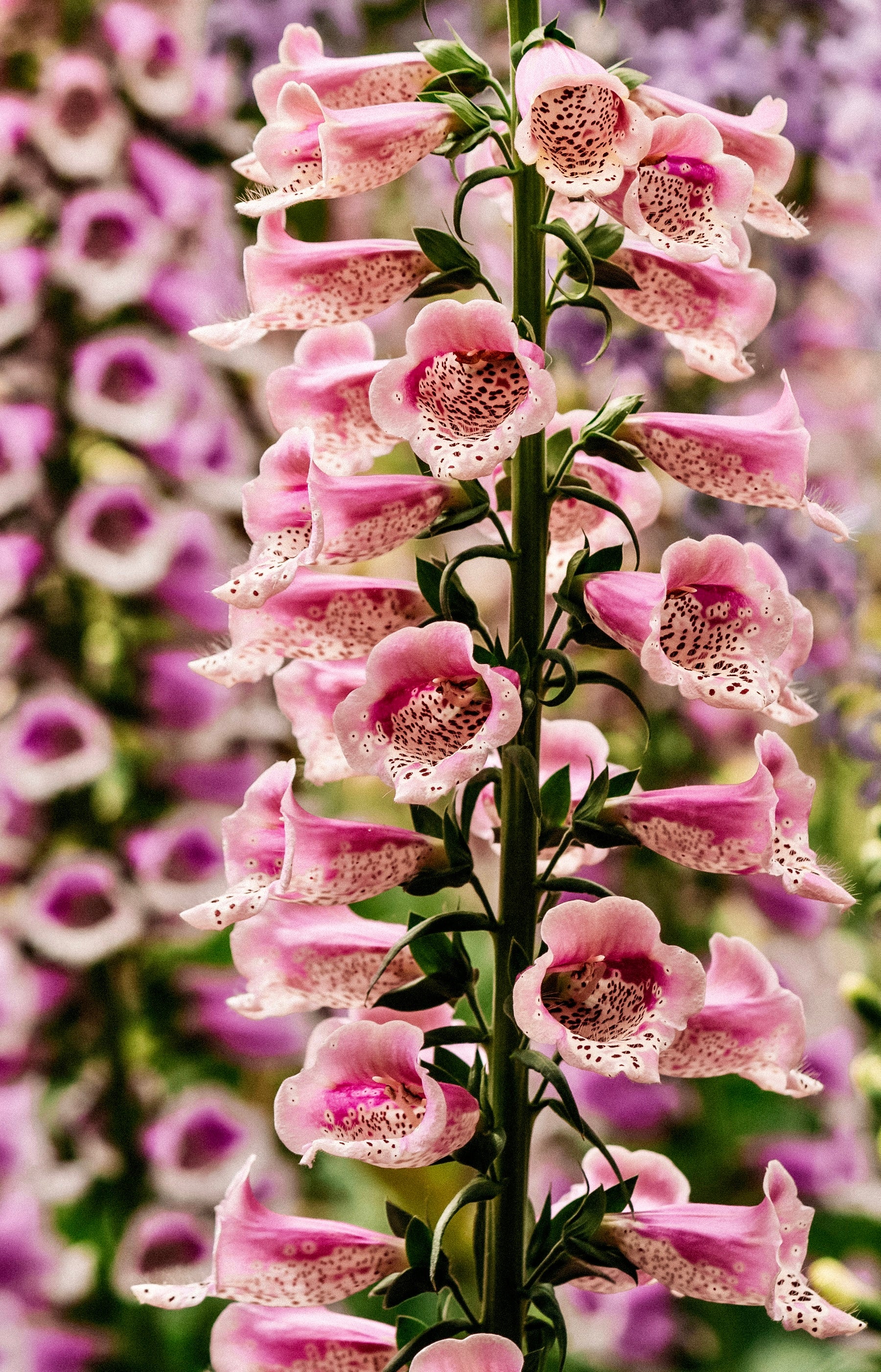 Digitalis purpurea &