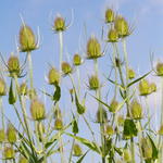 Dipsacus laciniatus-Angelo