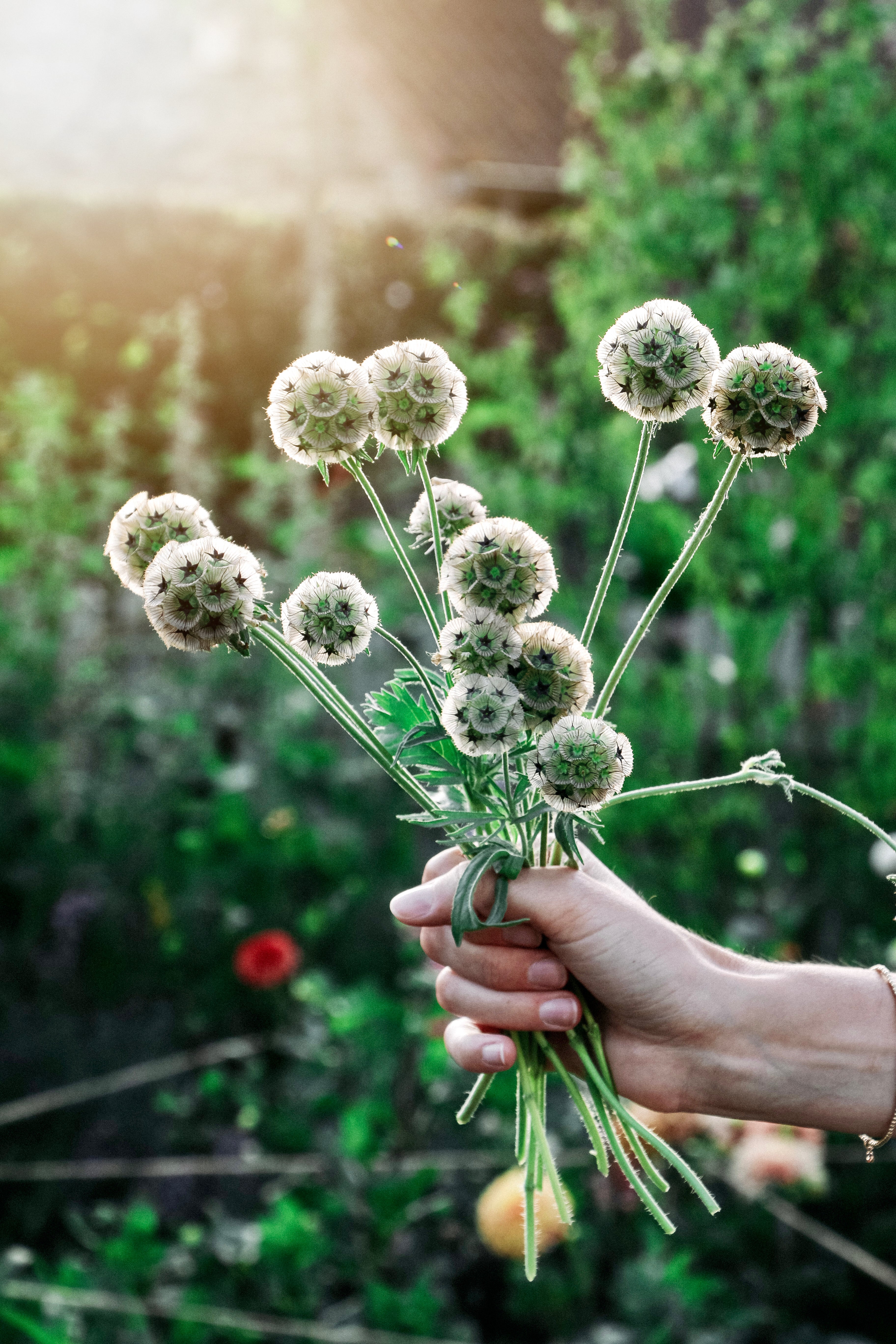Collectie: droogbloemen